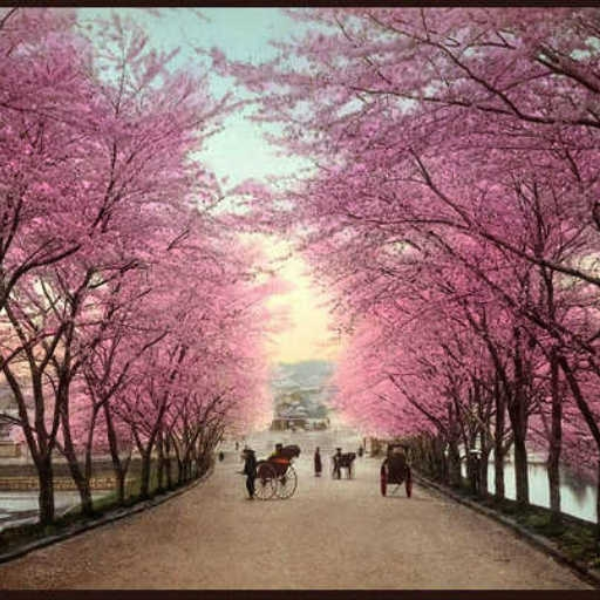 Cherry Blossom Road