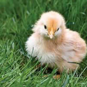 Chickens Are Good Looking