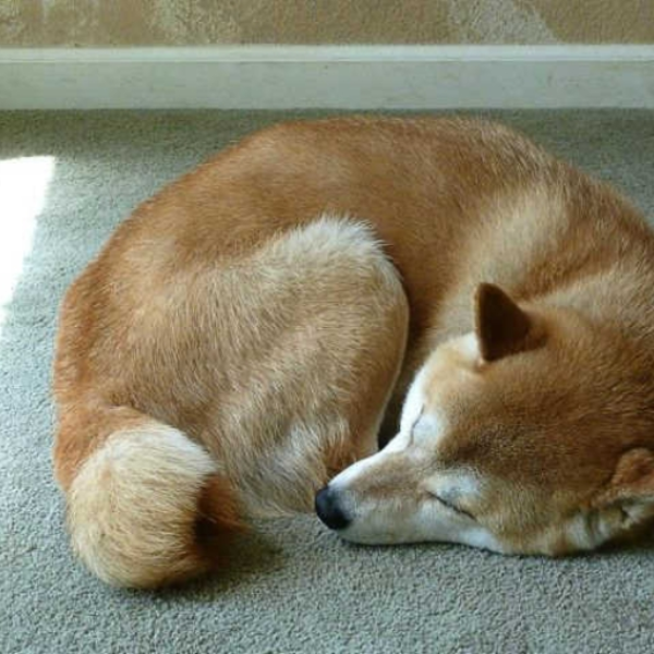 cinnamon