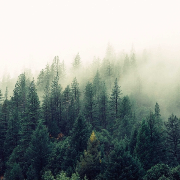 COJEY - The Forest