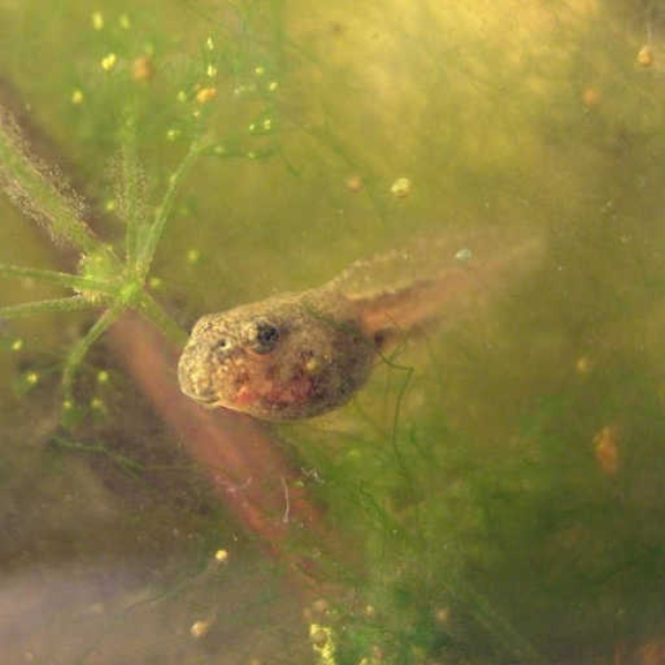 Conspiracy & the Tadpole