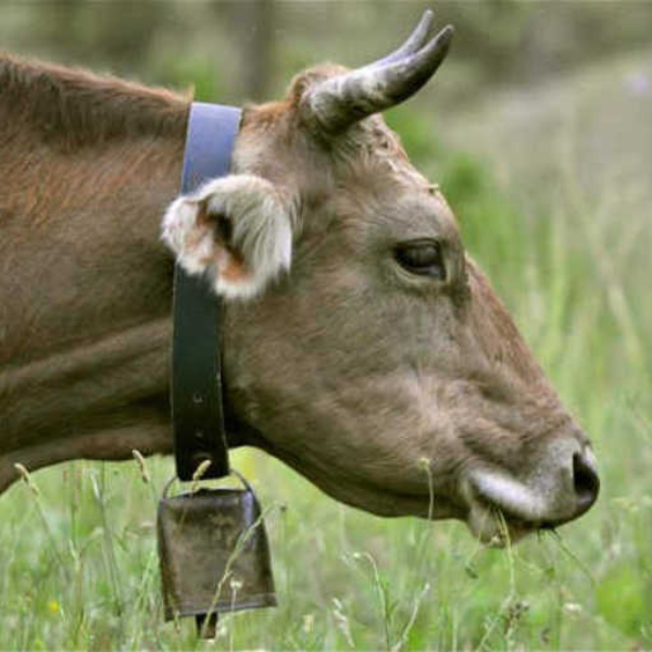 cowbell trap
