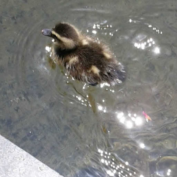 Cowichan bird