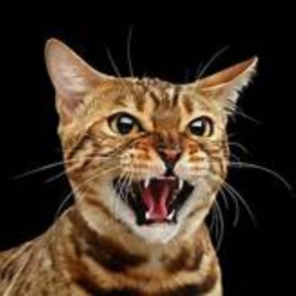 the FOREVER cat
