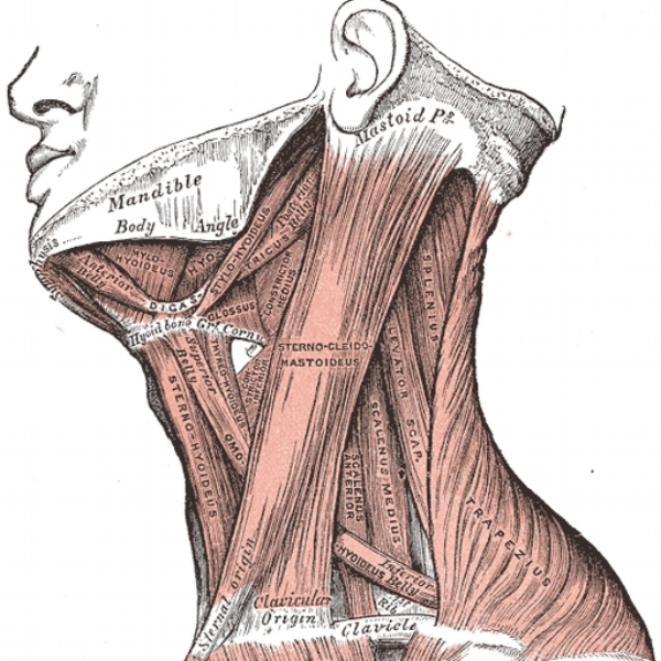 omohyoid syndrome