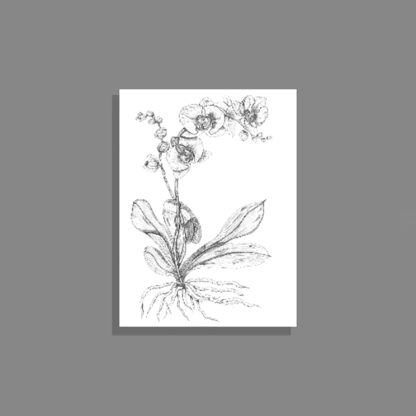 Orchids