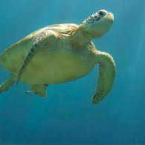 Dance Turtle Edit