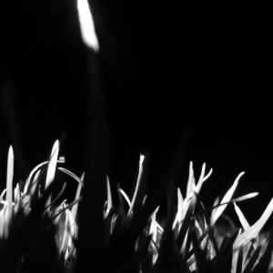 Dark