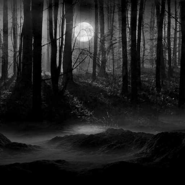 Dark Forest