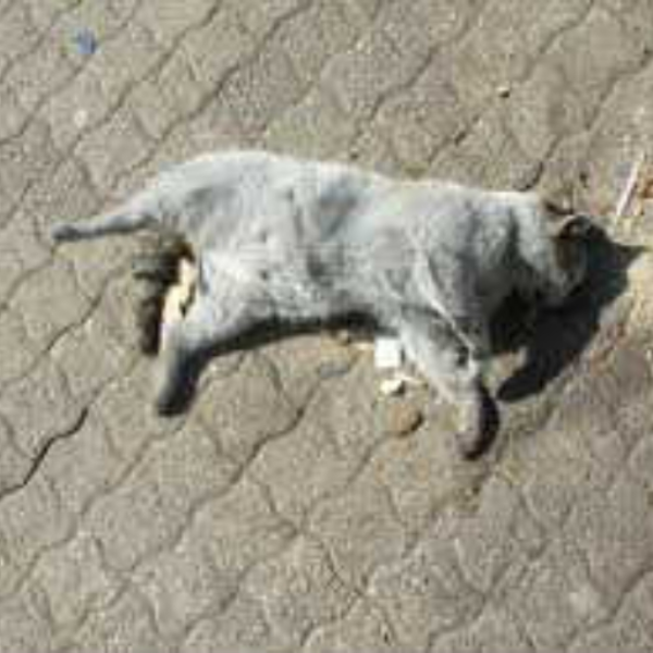 Dead Cat