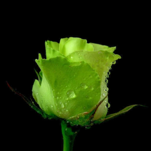 Dead Rose
