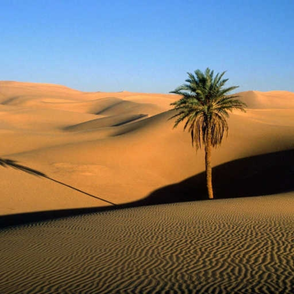Desert Walking