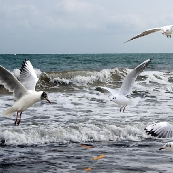 Seagulls