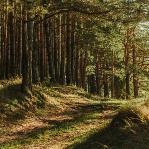 Forest 19
