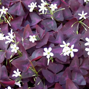 purple shamrock