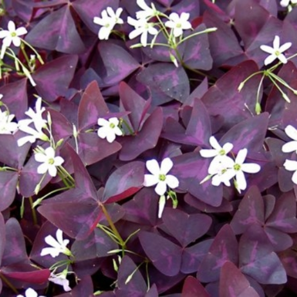 purple shamrock