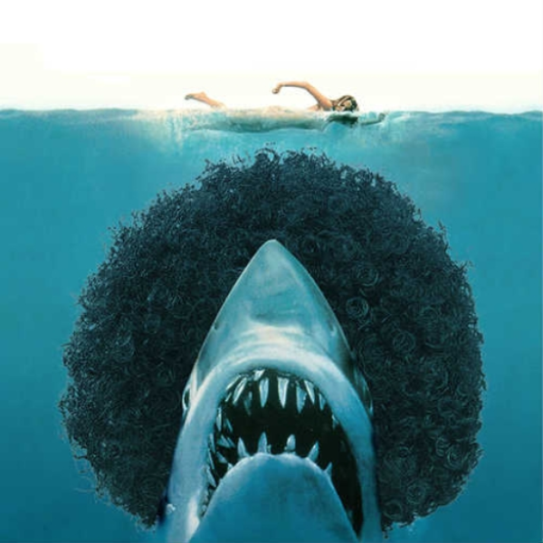 disco shark