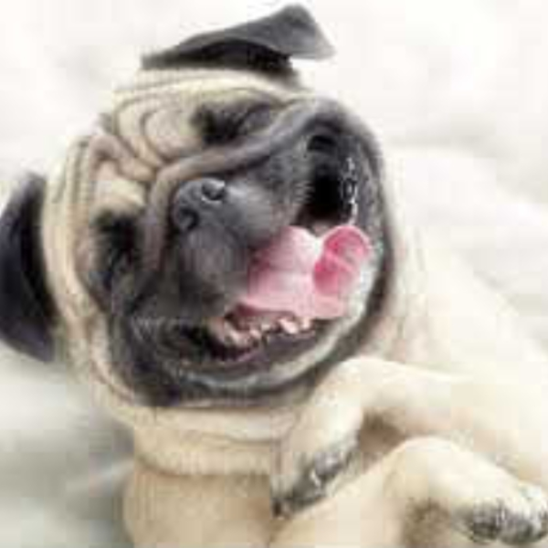 Dog Disgrace
