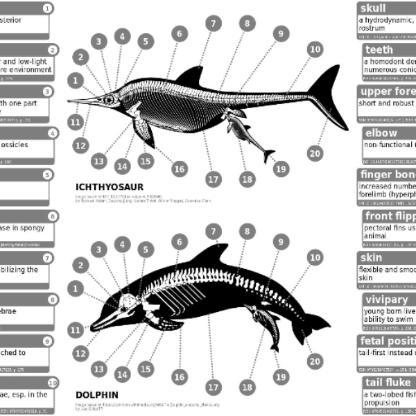 Dolphins can evolve too