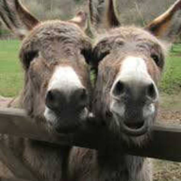 Donkey