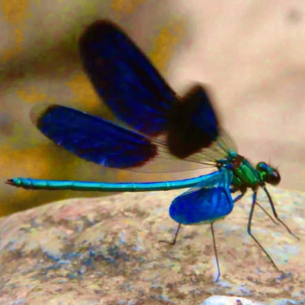 Dragonfly