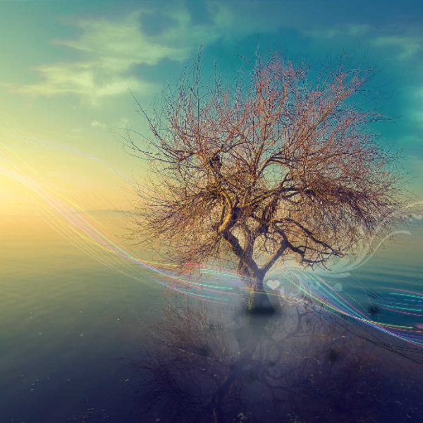 Dream