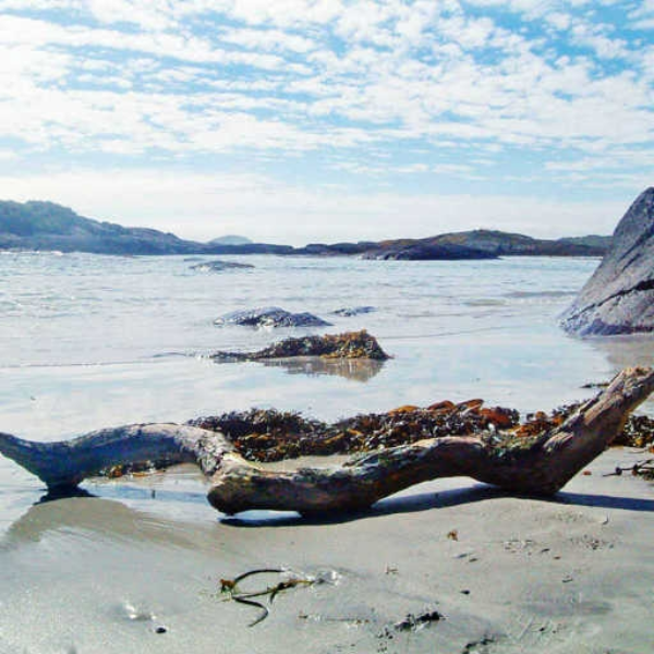 Drift Wood