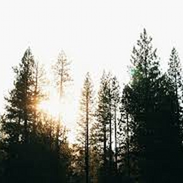 Pine -Abram Rahl (Roland Avila remix)