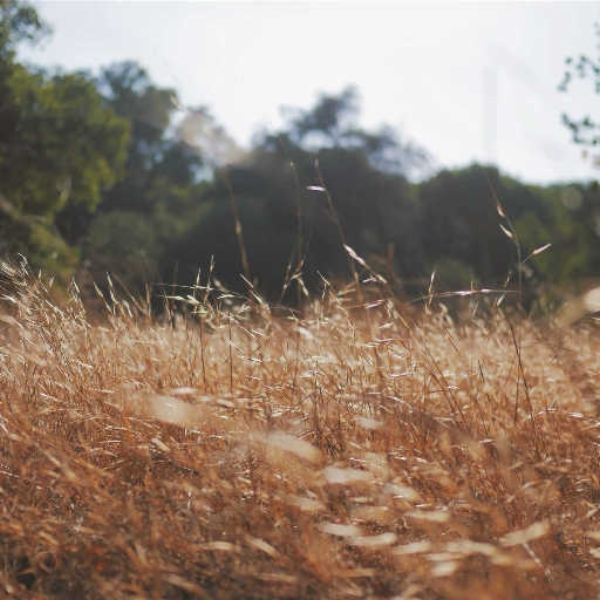 Earth tones on summer portraits