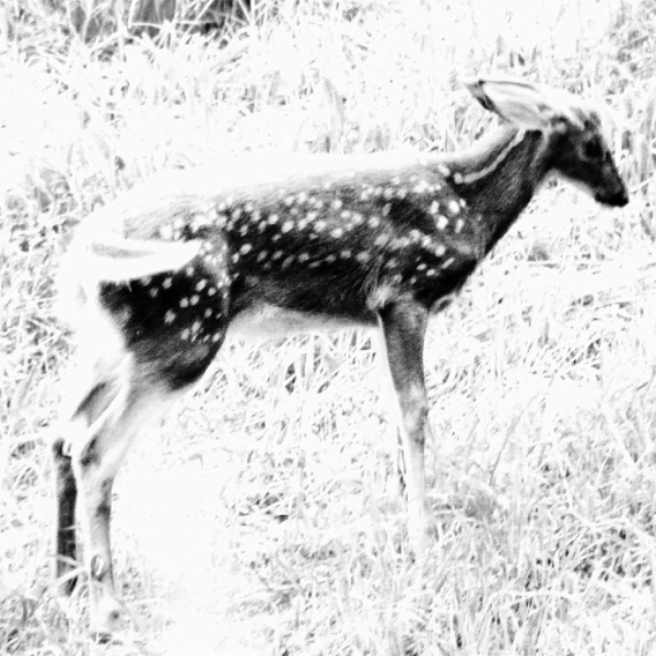 easy prey  pulverisateur  alone (compo)