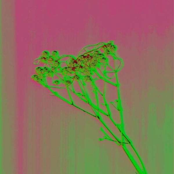 somnia