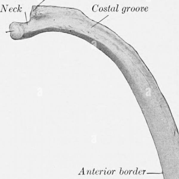 costal groove