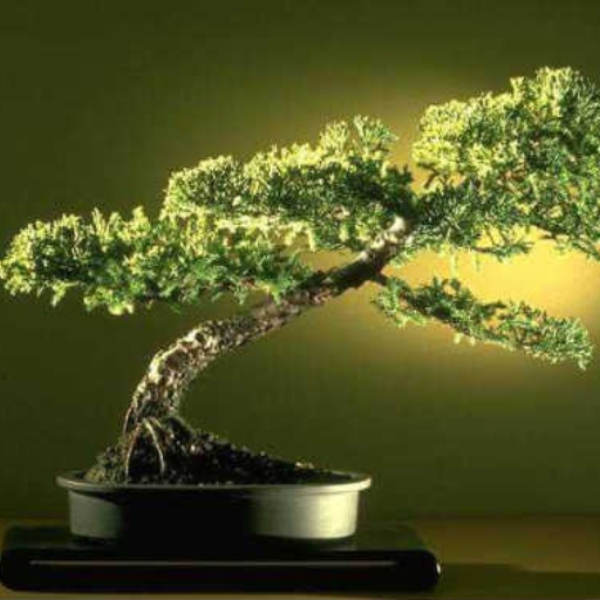 Electric Bonsai