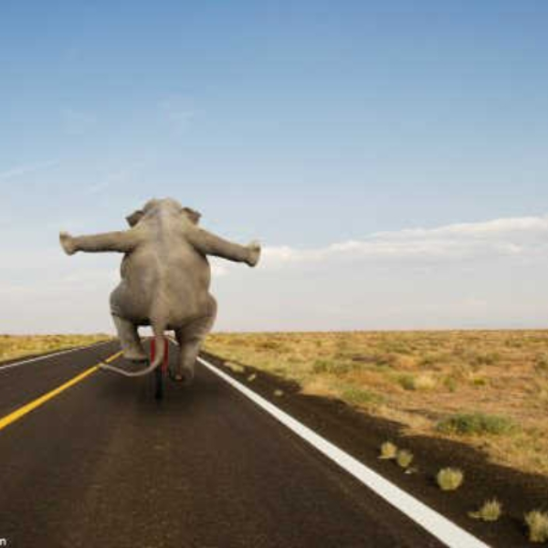 Elephants day's