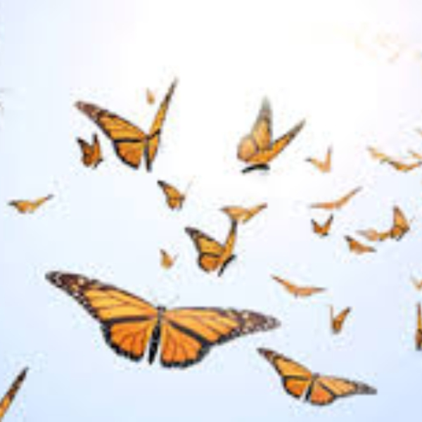 Release