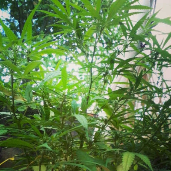 ERVA _\|/_