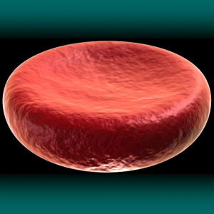 Erythrocyte