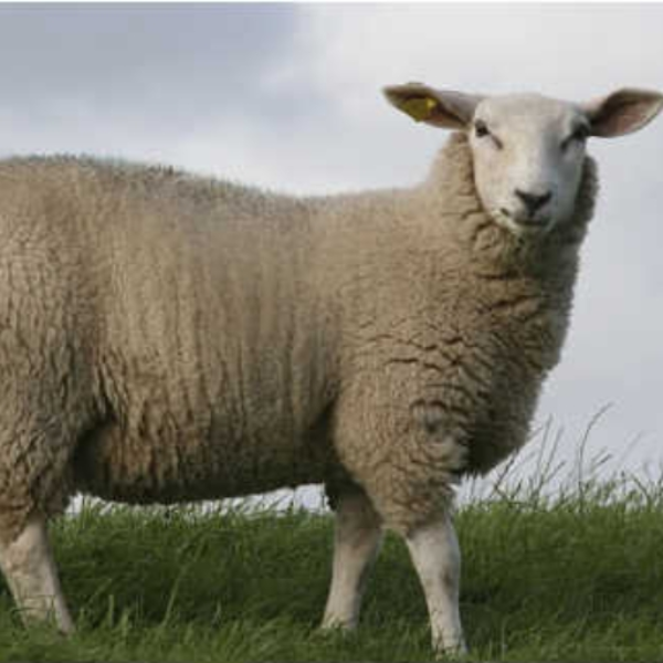 Esscence of Sheep