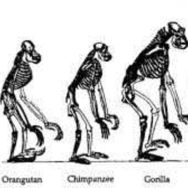 Evolution
