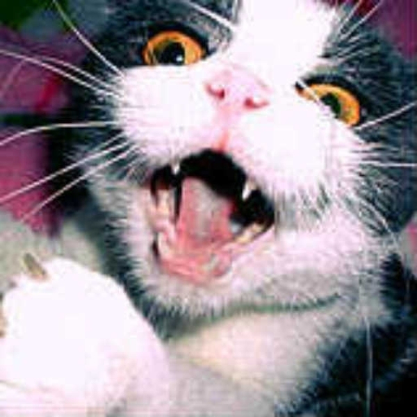 Meow-Meow