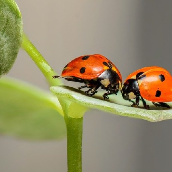 HIT BY THE LOVE BUG