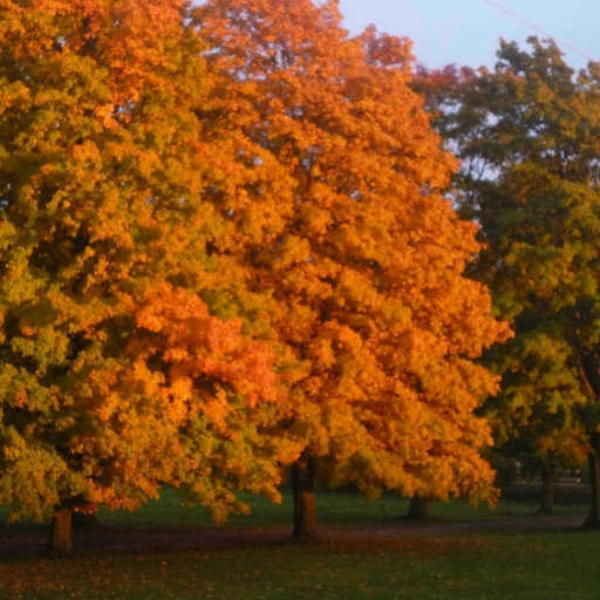 Trees