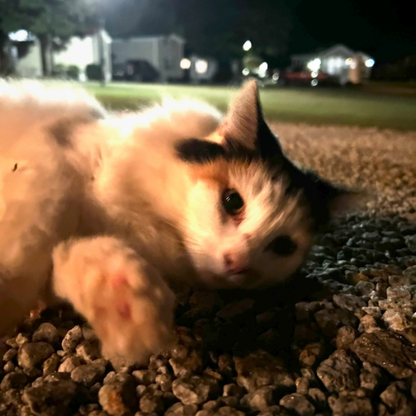 Kittypet