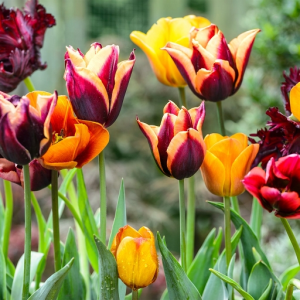 Tulip
