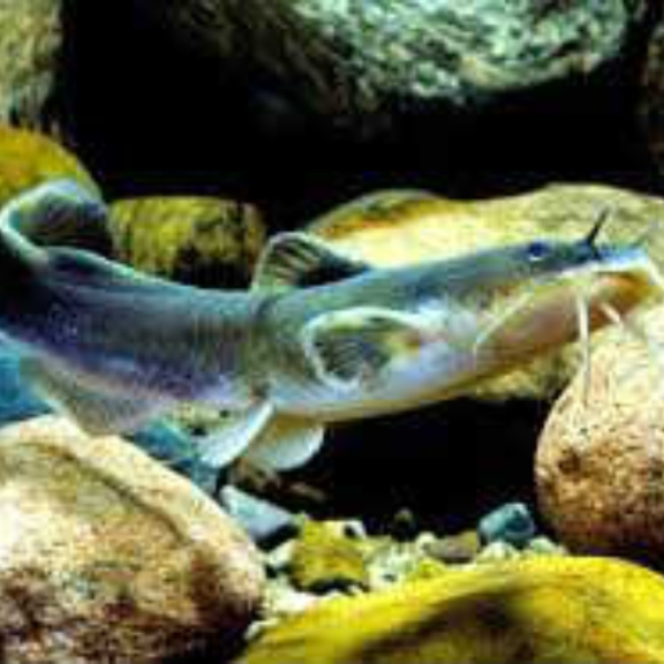 Feisty catfish
