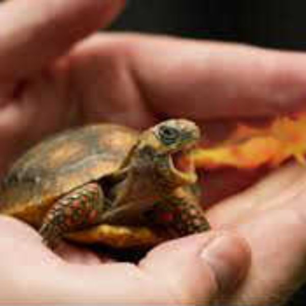 FIRETURTLE