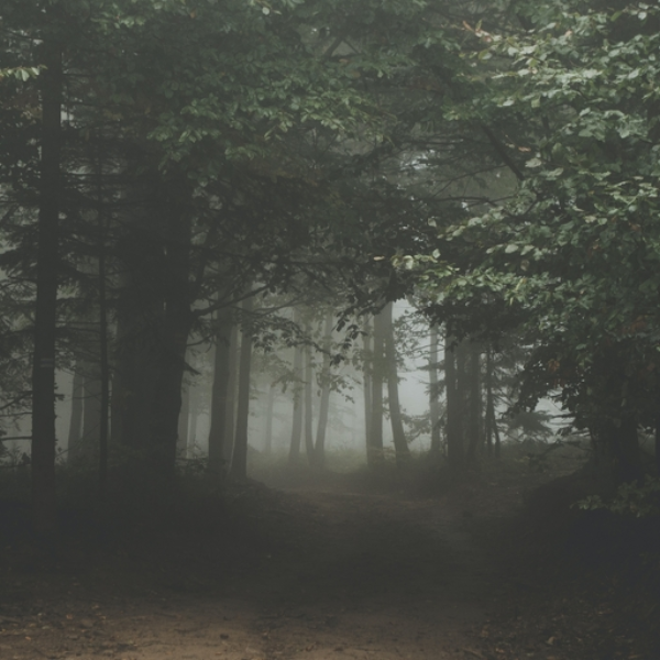 Forest 14