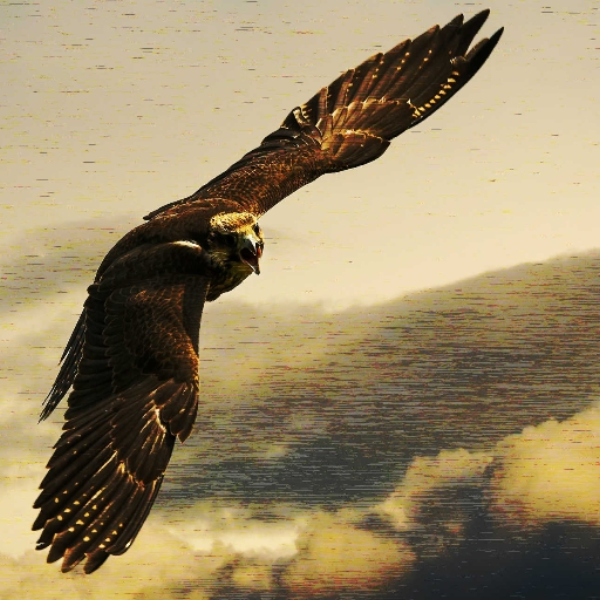 Flight of the falcon