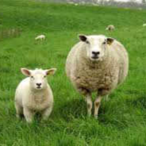 Flock of Sheep