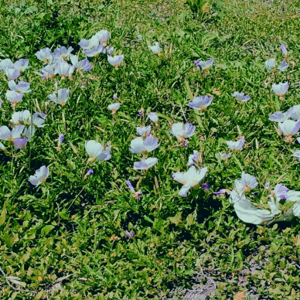 Floral